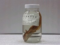 藏品(鰻鯰)的圖片